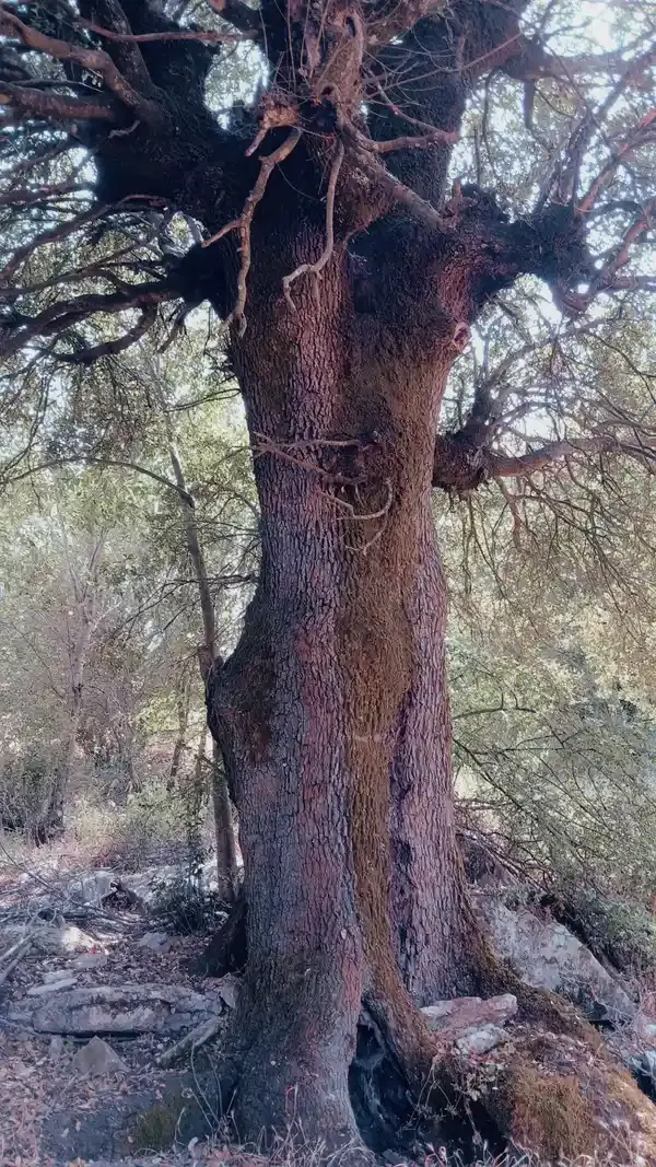 Βελανιδιά