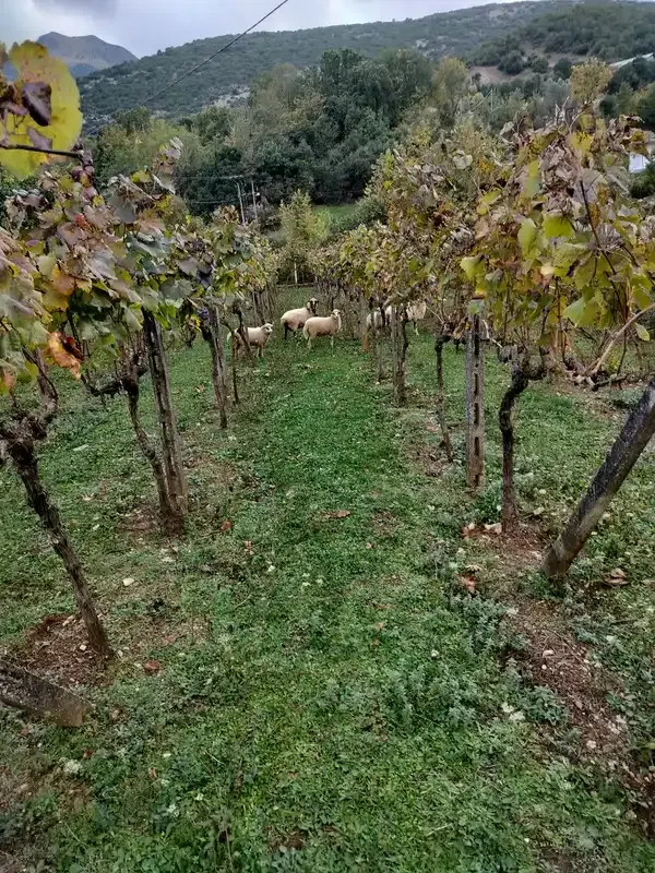 Αμπέλι στην κάτω Λοβινα