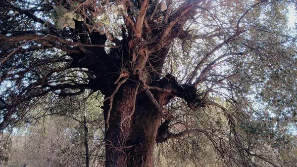Βελανιδιά στη συλλογή της Λιούγκαρης